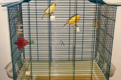 08-our-canaries.Lemon-and-Biscuit