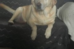 8-Mollie-and-Bonnie-Our-Visiting-Dogs-1