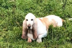 9-Mollie-and-Bonnie-Our-Visiting-Dogs